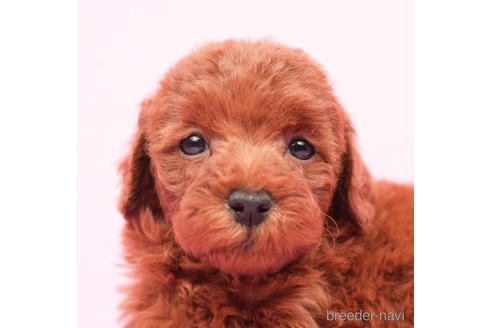 成約済の東京都のトイプードル-208870の1枚目